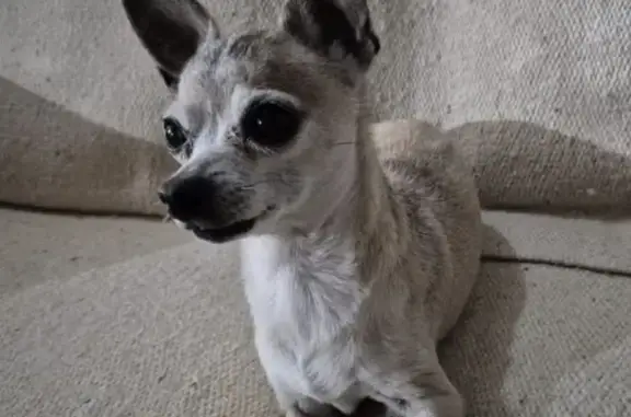 ¡Ayuda! Perrita Beige Perdida en Soledad
