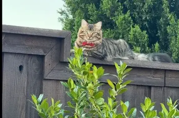 Lost pets Irving, photo: Help Find Our Missing Grey Tabby in Irving!