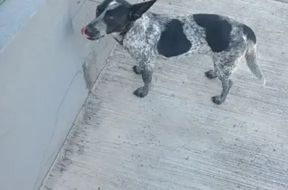 Perro Blanco con Manchas Negra...