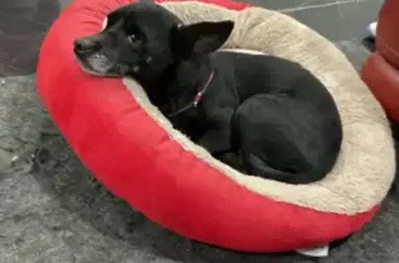 Lost and found pets Phoenix, photo: Lost Black Chihuahua - East Wood St, PHX