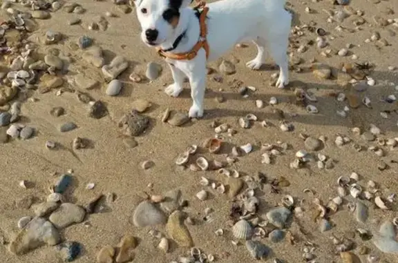 Animaux perdus , photo: Perdu : Petite Jack Russel craintive D63