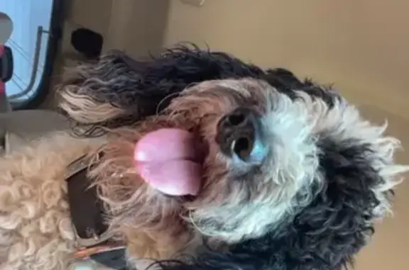 Lost Poodle: White & Black, Lewisburg
