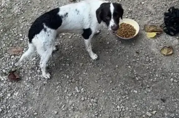 Chien trouvé Bourg-en-Bresse, photo: Chien trouvé : duo inséparable et affectueux