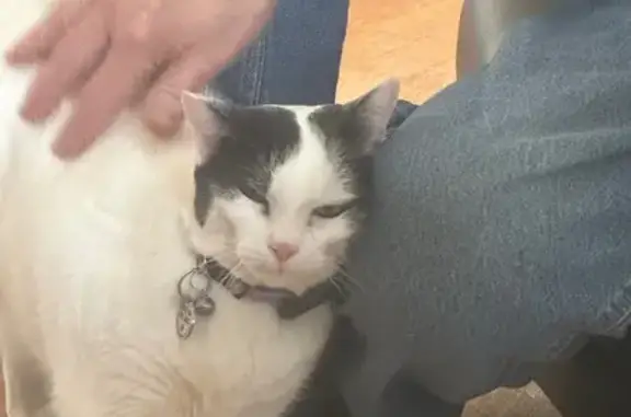 Lost Cat: White with Black Face & Tail