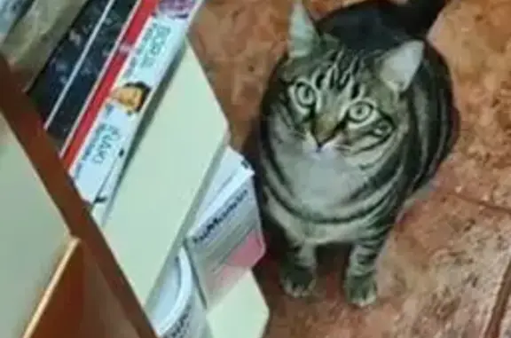 Gatos perdidos, Molina de Segura, foto: Gata atigrada gris perdida en Molina de Segura