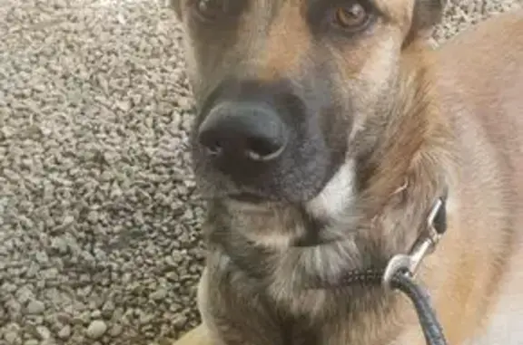 Chien beige perdu, type malinois-husky, Vienne - photo