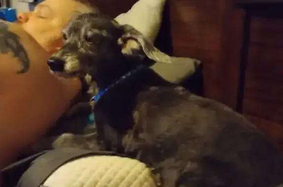 Help Find Maxx: Elderly Dog Lost in Altha