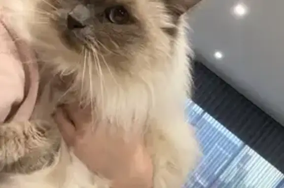 Missing Ragdoll Cat: Paddock Parade Area