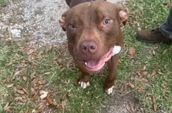 Found dog Ocala, photo: Friendly Young Dog Found in Ocala
