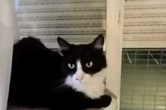 Chat noir et blanc perdu à Pontoise - photo