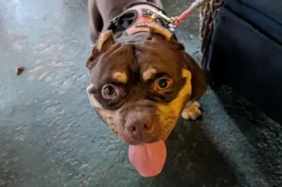 Lost and found pets Phoenix, photo: Friendly Brown & Gold Dog Found in Phoenix