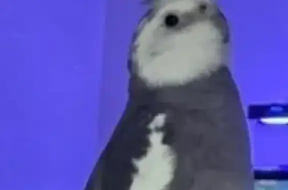 Lost and found pets Miami, photo: Lost Cockatiel: Help Find Curry in Miami!