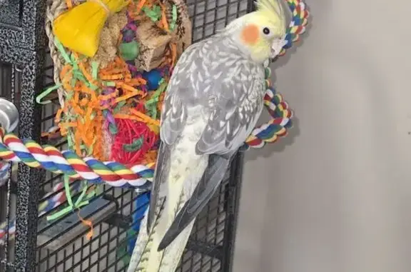 Lost and found pets , photo: Lost Bird in Lehi: Grey, White & Yellow