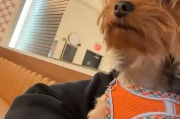 Lost and found pets Arlington, photo: Lost Dog: Orange Harness in Arlington