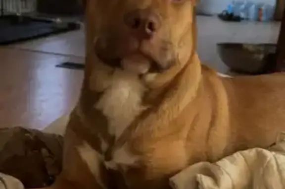 Lost Dog: Brown with Teal Collar in Cisco