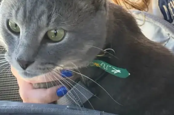 Lost Light Gray Tabby on Church Rd