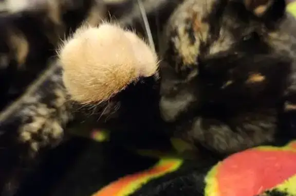 Lost pets Arvada, photo: Lost Tortoiseshell Cat with Orange Tail