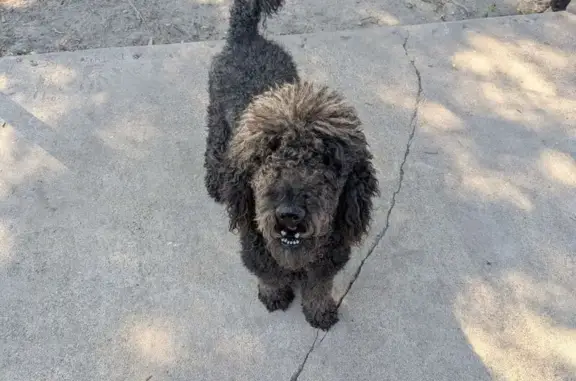 Found dog Houston, photo: Found: Large Black Poodle, Possibly Max