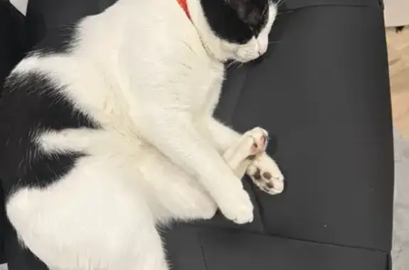 Chat perdu, Montreuil, photo: Chat noir et blanc perdu à Montreuil