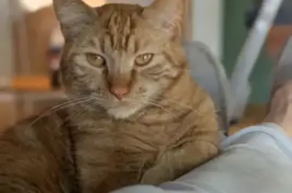 Lost and found pets , photo: Lost Friendly Cat Carmel in Byron Twp