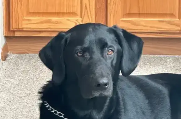 Lost Black Lab in Austin, MN - Chipped