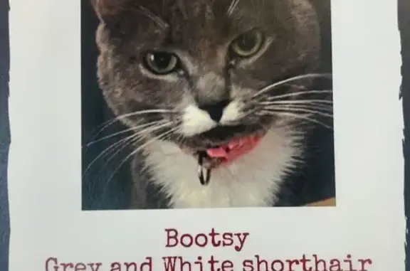 Lost and found pets Phoenix, photo: Help Find Bootsy: Lost Cat in Phoenix