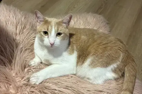 Lost and found pets Fayetteville, photo: Lost Cat: Sweet Orange & White in Fayetteville
