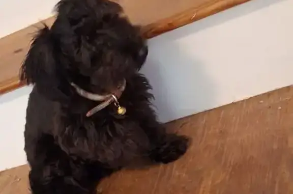 Lost Maltese Mix in Powder Springs, GA