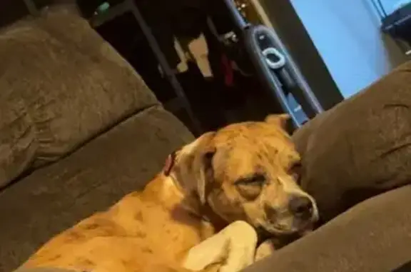 Lost and found pets Granite City, photo: Lost Dog: Light Brown with Spots, Granite City