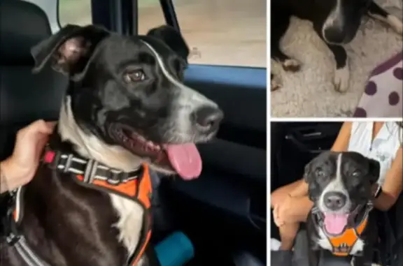 Lost Sweet Dog: Black & White, Red Harness