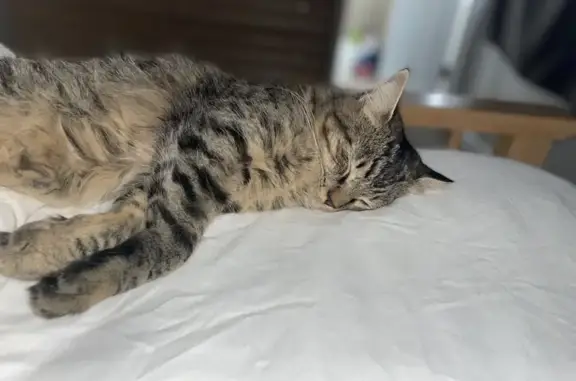 Lost Cat: Bushy-Tailed Beauty in St. Louis