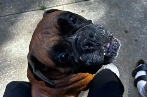 Lost Dog: 80lb Brown w/ Black Mask