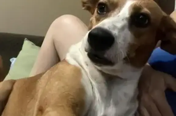 cachorro desaparecida