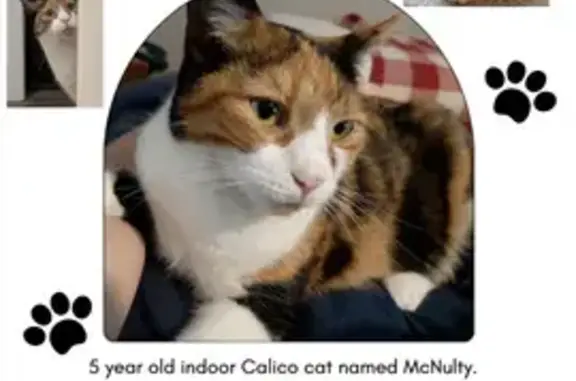 Lost and found pets Syracuse, photo: Lost Calico Cat: Sweet, Shy, & Curious