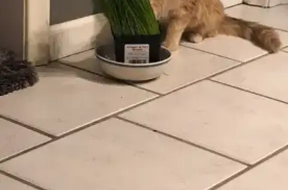Lost Orange Cat: Furry & Lovable