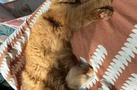 Help Find Fergus: Lost Orange Cat in Woods