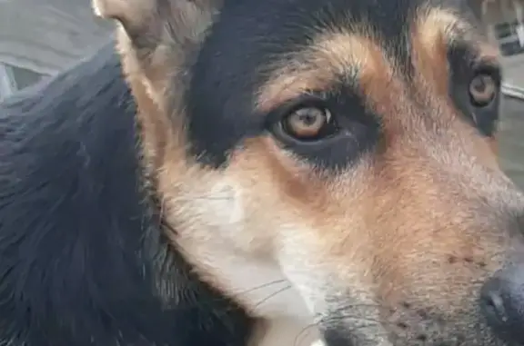 Lost German Shepherd: Black & Tan, Camden
