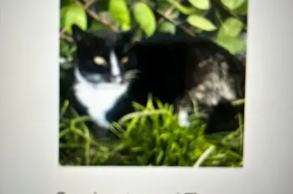 Lost pets North Bellmore, photo: Help Find Thumper: Friendly Lost Cat