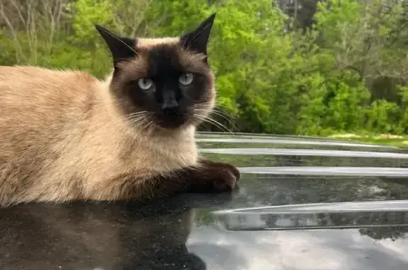 Help Find Bear: Lost Siamese Mix Cat