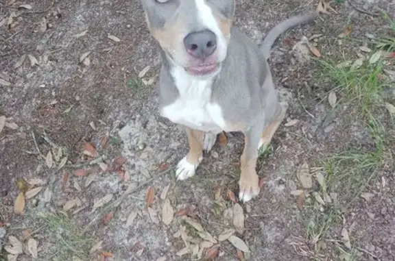 Found dog Bronson, photo: Found Dog: Grey/Tan on NE 102nd Court