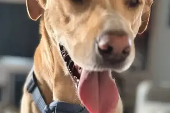 Lost pets , photo: Lost Yellow Lab Mix on Newport Rd