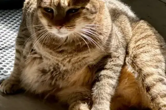 Lost Cat: Cheetah-Spotted Belly Sway