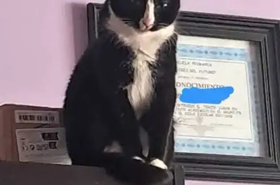 Gatita tuxedo perdida en Av. Añil, CDMX