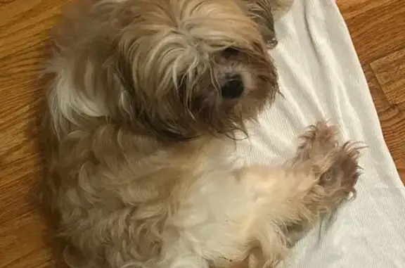 Lost pets South Holland, photo: Lost Shih Tzu Coco: Help Us Find Her!