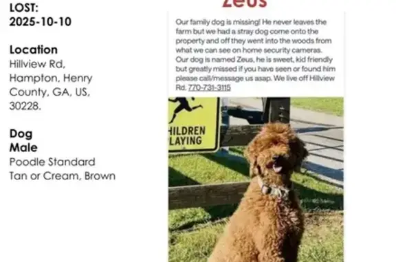 Lost Brown Tan Poodle on Hillview Rd