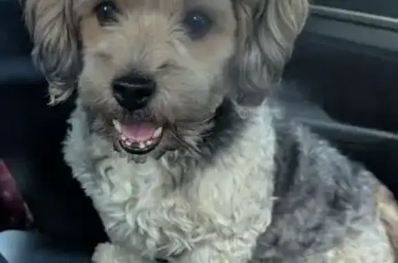 Found dog , photo: Found: Friendly Small Dog on Russ St, MA