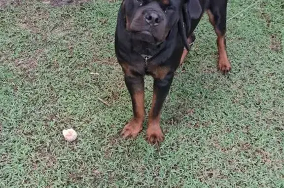 Lost 100lb Sweet German Mix in Thonotosassa