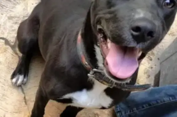 ¡Ayuda! Perrita Negra Perdida en Cuautitlán