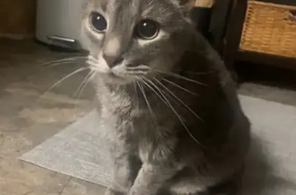 Lost and found pets Bethel Park, photo: Lost Friendly Cat: Orchard Ave, Bethel Park