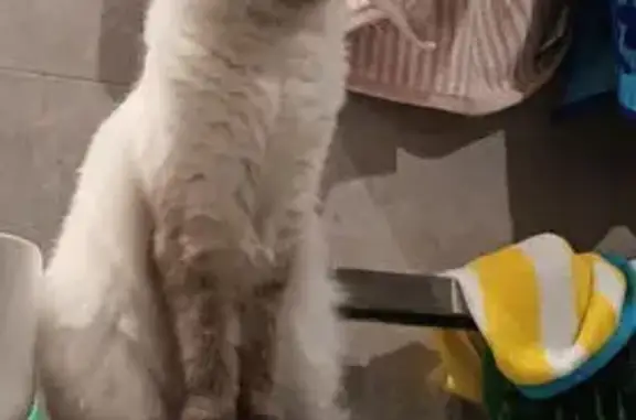 Missing cat Hervey Bay, photo: Lost Cat on North Street, Fraser Coast